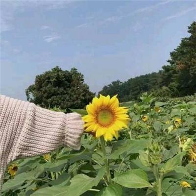 经典捉迷藏手游下载